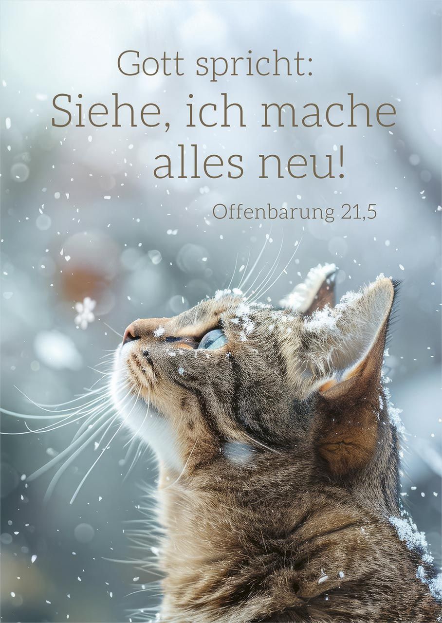 Jahreslosung 2026 - Postkarten Katze 12 Stück
