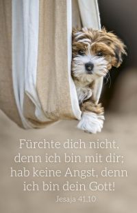 Jahreslosung 2027 - Postkarten Hund 12 Stück