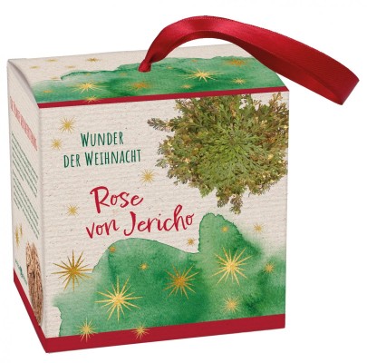 Wunder der Weihnacht - Rose von Jericho