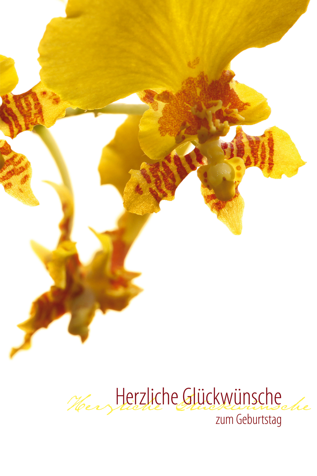 Faltkarte Herzliche Glückwünsche