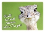 Postkarten: Wollt nur mal schauen, wie ` s Dir geht, 4 Stück