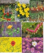 Kleinkärtchenserie Blumen, 50 Stück